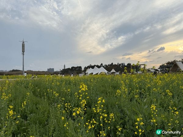深圳光明小鎮歡樂田園沒有人擠人，滿滿的金色花海，沒有昂貴門票...