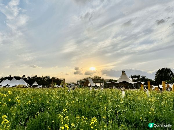 深圳光明小鎮歡樂田園沒有人擠人，滿滿的金色花海，沒有昂貴門票...
