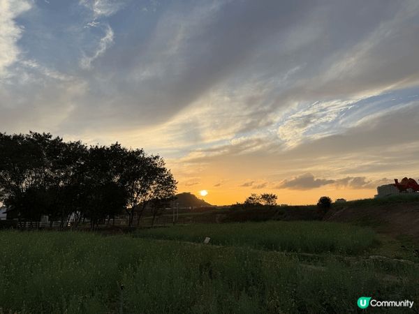 深圳光明小鎮歡樂田園沒有人擠人，滿滿的金色花海，沒有昂貴門票...