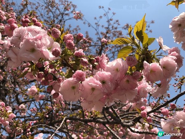 相片於2019年4月在東京拍攝，當時正是櫻花季節，周圍隨便拍...