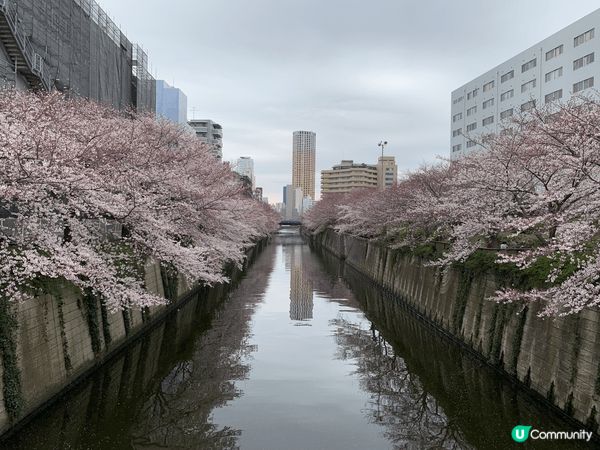 四張樱花圖片分別拍攝於東京中目黑、千代田、六本目樱花夜景、沖...