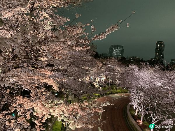 四張樱花圖片分別拍攝於東京中目黑、千代田、六本目樱花夜景、沖...