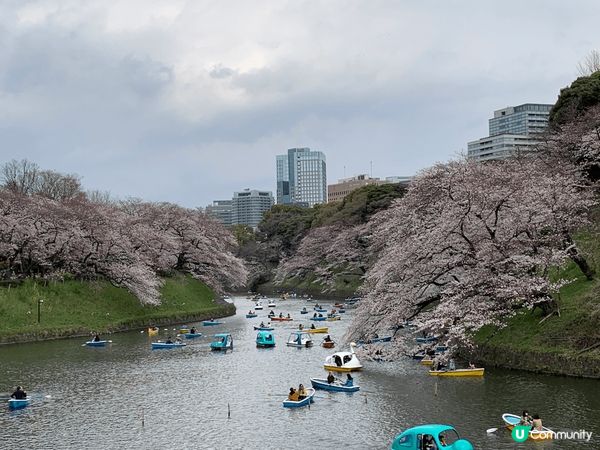 四張樱花圖片分別拍攝於東京中目黑、千代田、六本目樱花夜景、沖...
