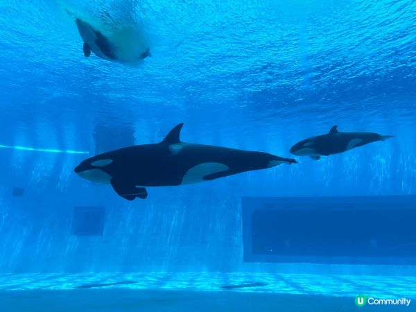 珠海長隆飛船樂園&酒店套票，舒服有冷氣（不過唔好預好凍，哈哈...