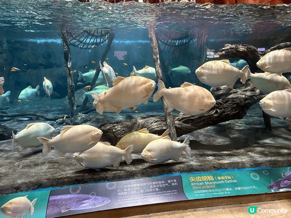 珠海長隆飛船樂園&酒店套票，舒服有冷氣（不過唔好預好凍，哈哈...