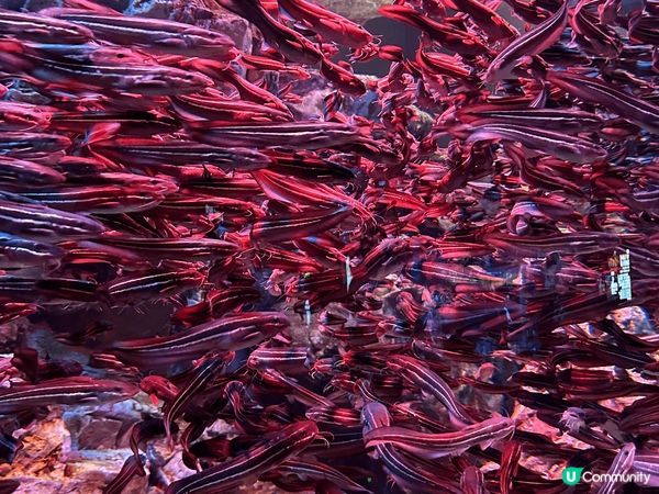 珠海長隆飛船樂園&酒店套票，舒服有冷氣（不過唔好預好凍，哈哈...