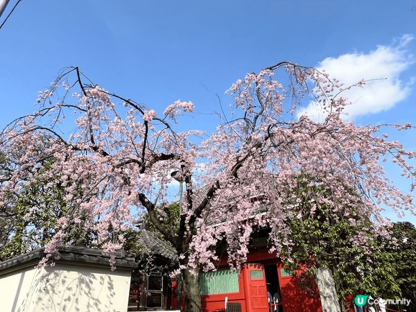 東京淺草觀音寺是東京的必來景點，永遠充滿了人潮，兩旁的商店街...