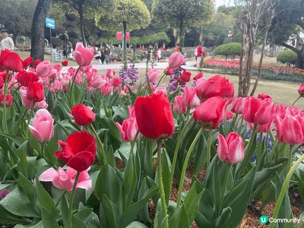 花海 拍照好地方 #沉醉櫻花海
