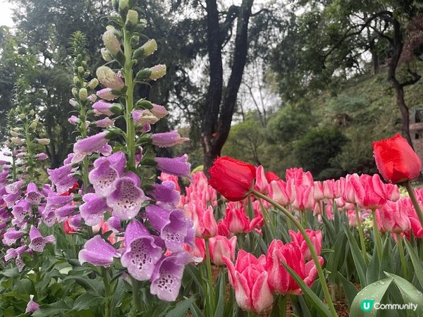 花海 拍照好地方 #沉醉櫻花海