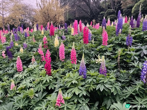 花海 拍照好地方 #沉醉櫻花海