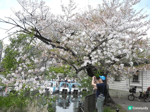上年同女朋友去日本東京賞櫻花，原本打定輸數，因正常4月頭已經...