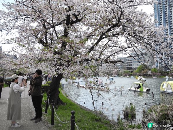 上年同女朋友去日本東京賞櫻花，原本打定輸數，因正常4月頭已經...