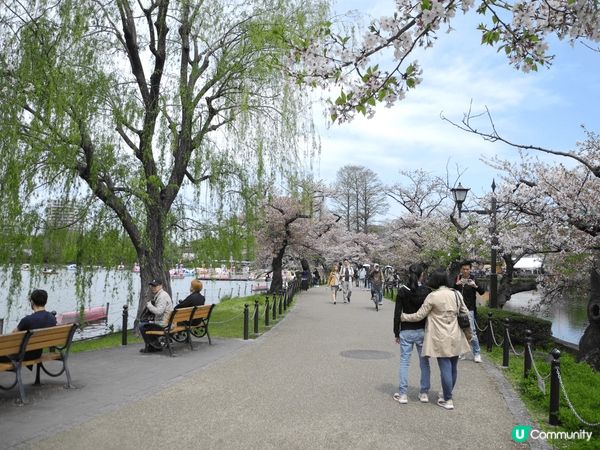 上年同女朋友去日本東京賞櫻花，原本打定輸數，因正常4月頭已經...