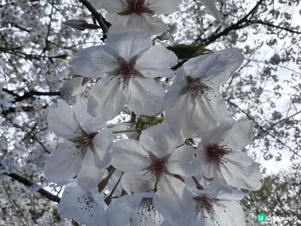 這些櫻花相都係攝於上星期的東京之旅，第一次見到咁多櫻花，仲可...