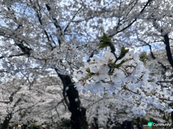 這些櫻花相都係攝於上星期的東京之旅，第一次見到咁多櫻花，仲可...