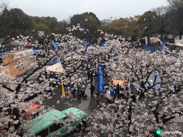 要去睇櫻花🌸梗係要去日本啦 其中一個最熱門嘅景點就係東京代代...