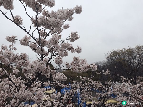 要去睇櫻花🌸梗係要去日本啦 其中一個最熱門嘅景點就係東京代代...