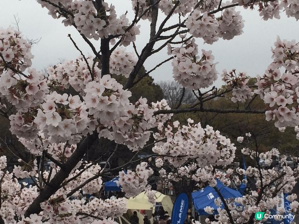 要去睇櫻花🌸梗係要去日本啦 其中一個最熱門嘅景點就係東京代代...