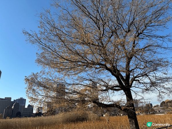 這次是與我老公第一次去東京旅行，記念我地拍拖的日子，十分有記...