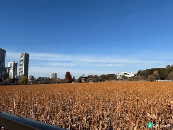 這次是與我老公第一次去東京旅行，記念我地拍拖的日子，十分有記...