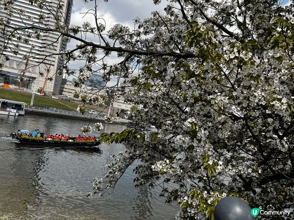 橫濱未來港的河堤的櫻花滿開了， 遊船忙於在櫻花叢中穿梭，遊客...