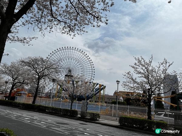橫濱未來港的河堤的櫻花滿開了， 遊船忙於在櫻花叢中穿梭，遊客...