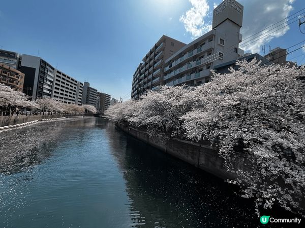 橫濱未來港的河堤的櫻花滿開了， 遊船忙於在櫻花叢中穿梭，遊客...