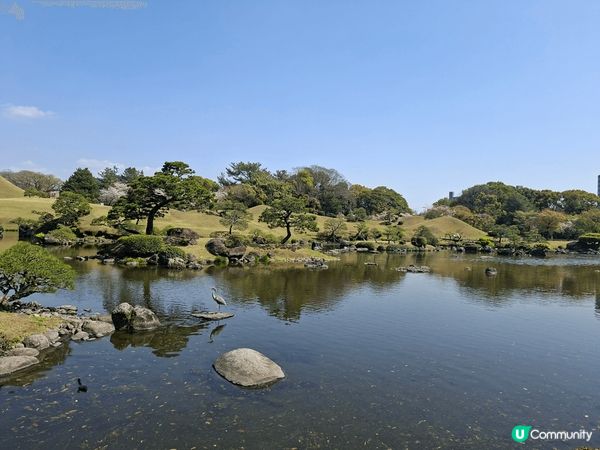 #水前寺成趣園#熊本打卡好去處#有樱花#有不同種類的松樹#有...