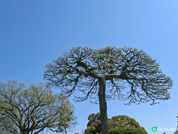 #水前寺成趣園#熊本打卡好去處#有樱花#有不同種類的松樹#有...