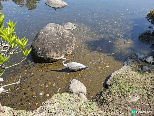 #水前寺成趣園#熊本打卡好去處#有樱花#有不同種類的松樹#有...