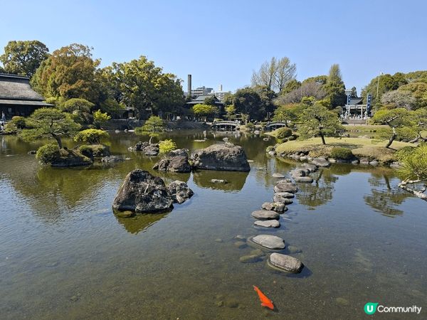 #水前寺成趣園#熊本打卡好去處#有樱花#有不同種類的松樹#有...