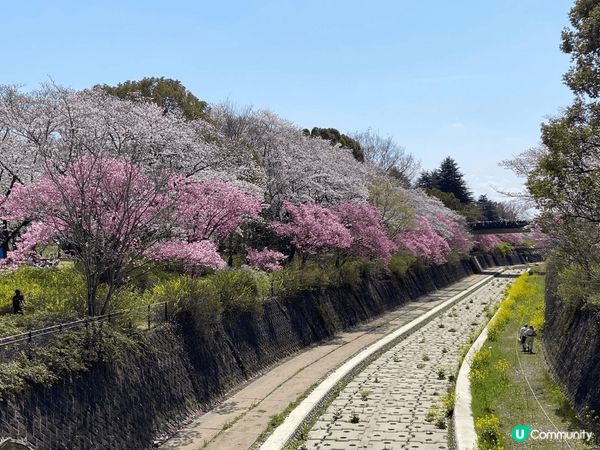 日本之旅-可以看到櫻花，給櫻花重重包圍，真是賞心樂事！