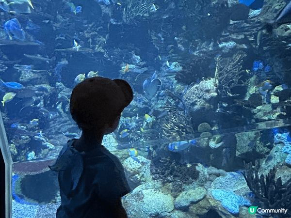 香港海洋公園是一個理想的親子玩樂勝地，融合了動物園、主題公園...