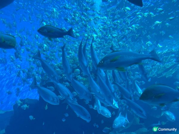 台灣桃園Xpart水族館，勁大勁靚