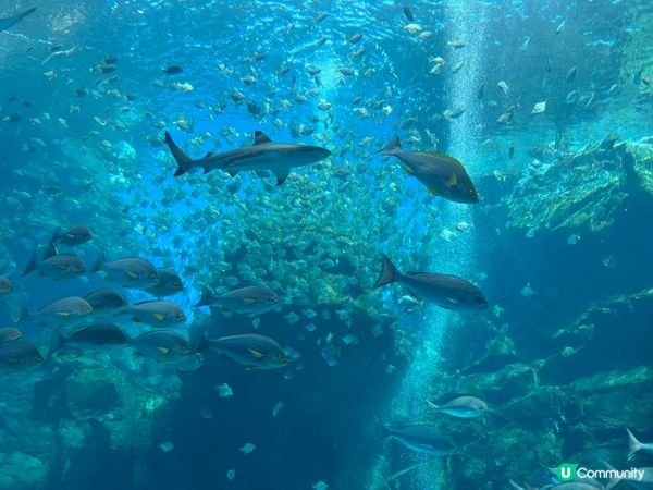 台灣桃園Xpart水族館，勁大勁靚