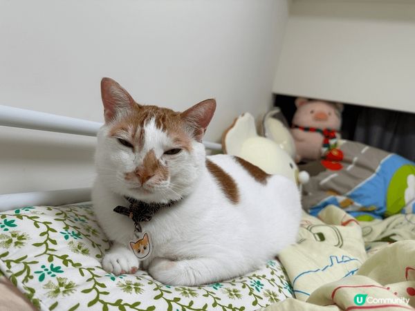 日常既主子 表情多多 邊到得瞓得著 超可愛