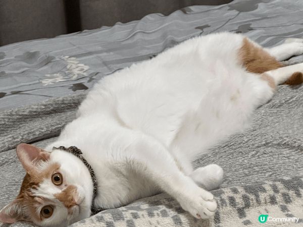 日常既主子 表情多多 邊到得瞓得著 超可愛