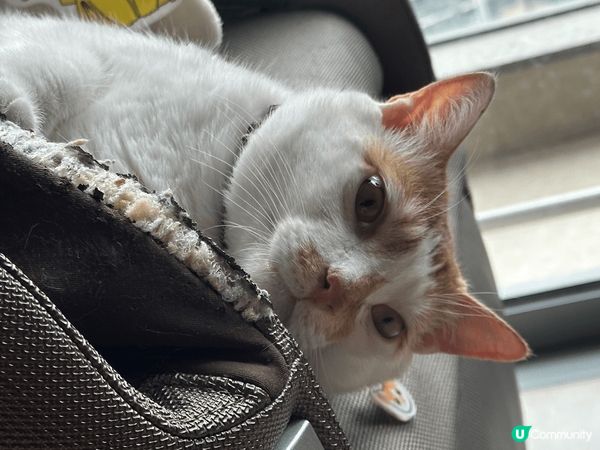 日常既主子 表情多多 邊到得瞓得著 超可愛