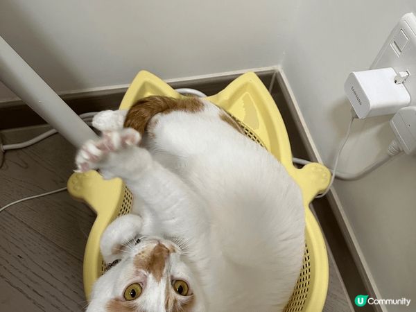 日常既主子 表情多多 邊到得瞓得著 超可愛