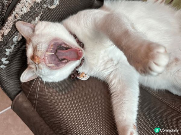 日常既主子 表情多多 邊到得瞓得著 超可愛