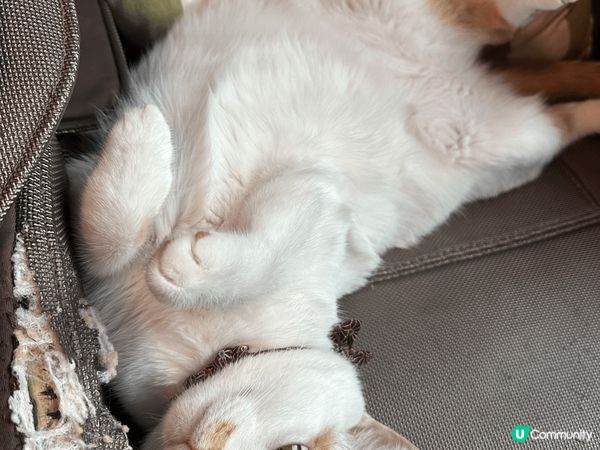 日常既主子 表情多多 邊到得瞓得著 超可愛