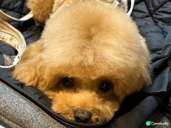 平日最喜歡就係去街街玩，所以清潔用品都要成日使用，希望搵到適...