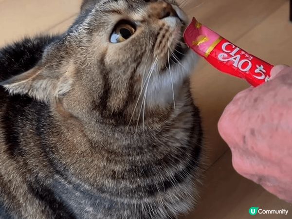 呢兩個小貓咪無論係食緊嘢、同我哋玩定me time緊，個樣都...