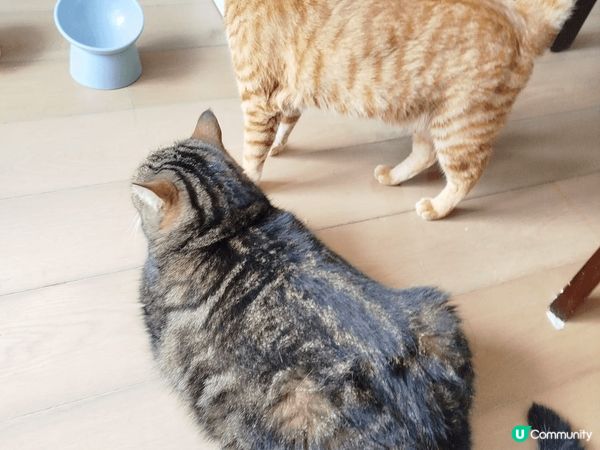 呢兩個小貓咪無論係食緊嘢、同我哋玩定me time緊，個樣都...
