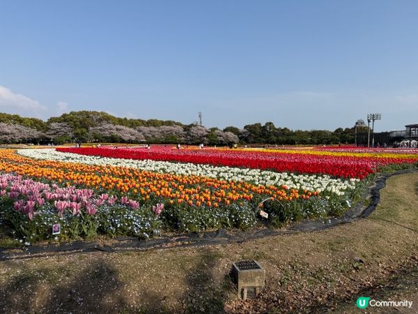 名古屋名花之里 🎇