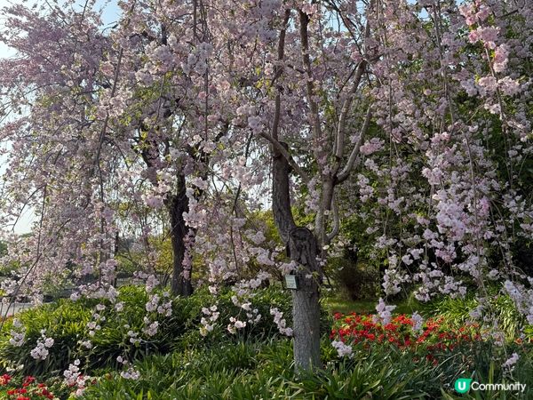 名古屋名花之里 🎇