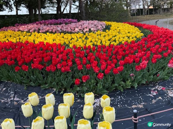 名古屋名花之里 🎇