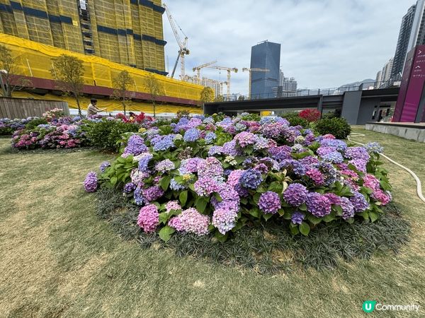 無意中喺啟德體育園附近有一片好靚嘅繡球花，香港真係好少見 #...