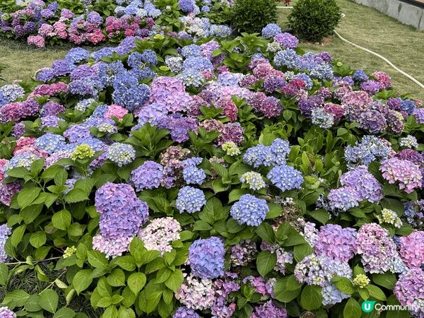 無意中喺啟德體育園附近有一片好靚嘅繡球花，香港真係好少見 #...