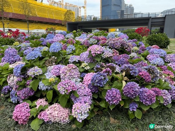 無意中喺啟德體育園附近有一片好靚嘅繡球花，香港真係好少見 #...